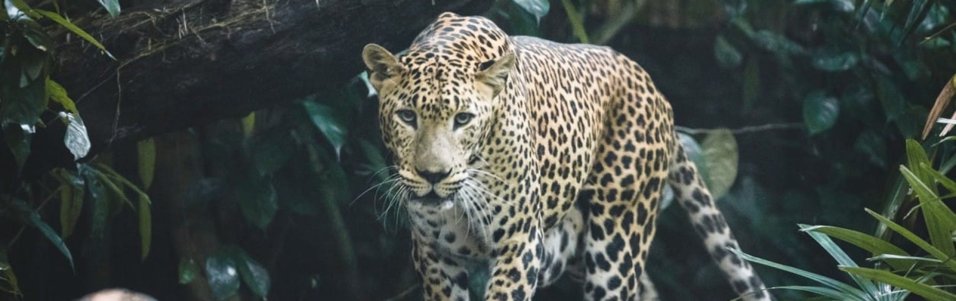 deccanherald_2024-02_f6635b2b-81b2-4f70-8178-4adc6b30ed65_iStock_1309238206__1_