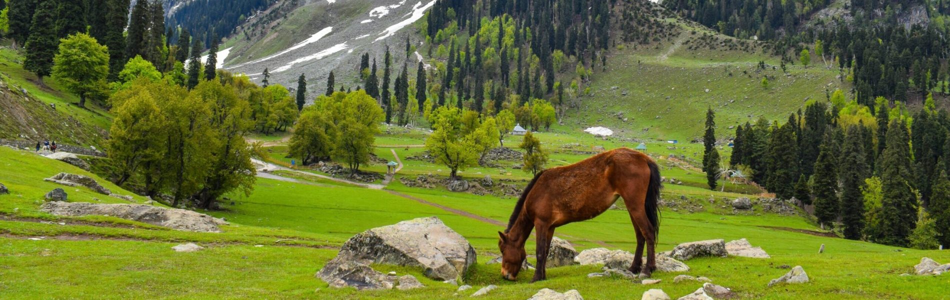 praneet-kumar-H8dcf-v98mA-unsplash