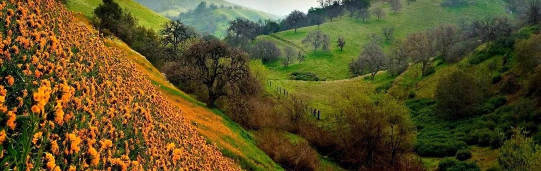 the_valley_of_flowers-1920x1200-e1492679127530