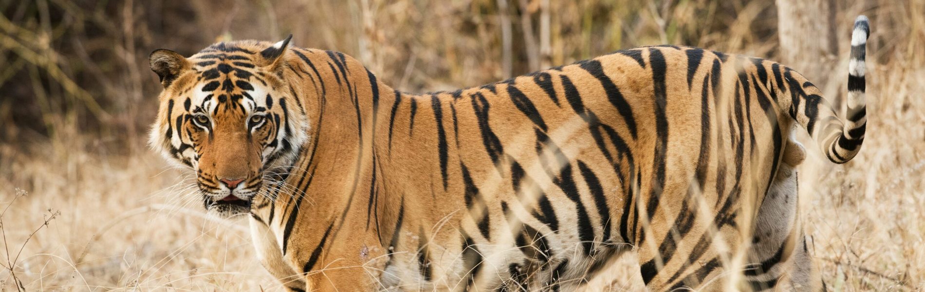 vincent-van-zalinge-vk9bnTxOtSI-unsplash